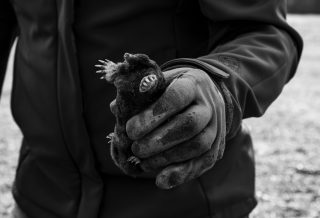 Astuces pour se débarrasser des taupes naturellement