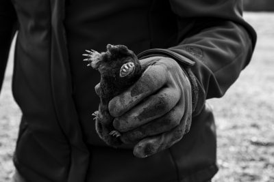 Astuces pour se débarrasser des taupes naturellement