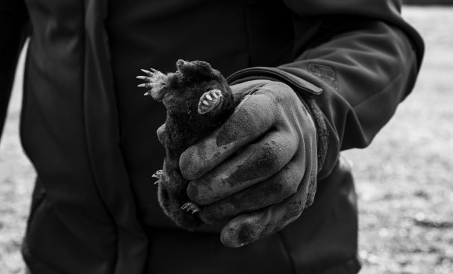 Astuces pour se débarrasser des taupes naturellement