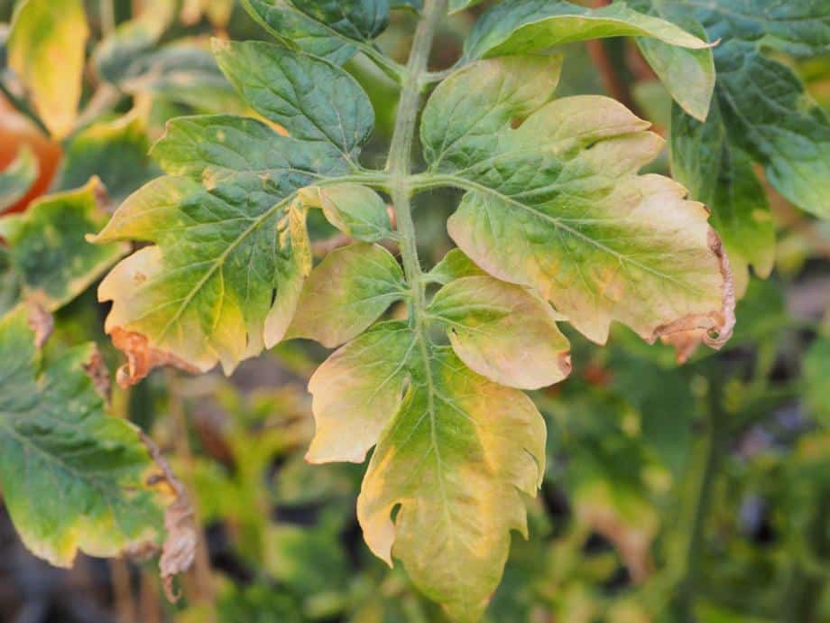 Feuilles de tomates qui jaunissent que faire ? SOS Urgence Dépannage