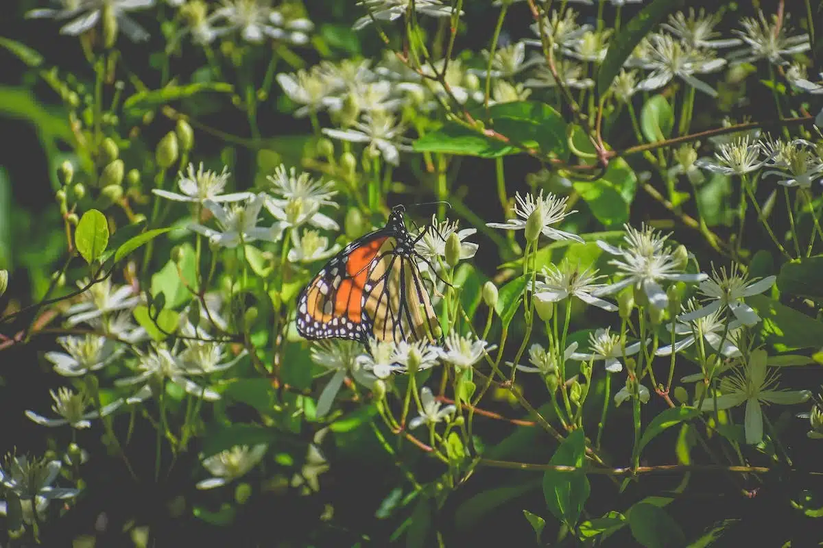 papillons  plantes