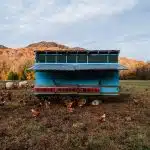 Pies observant un poulailler en quête de nourriture