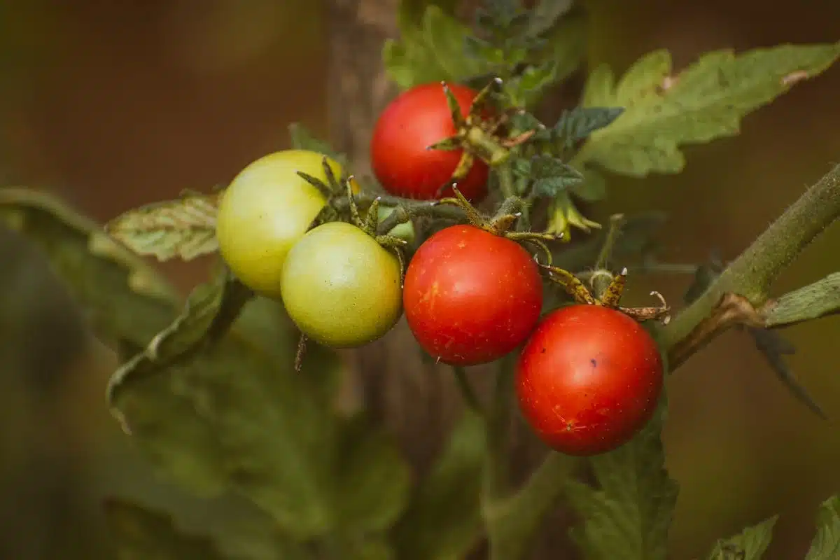 tomates  floraison