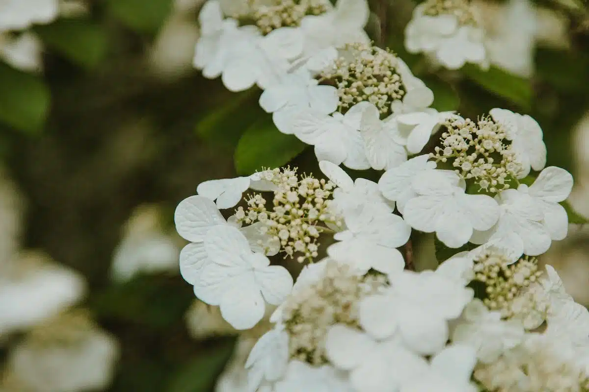 hortensias  problème