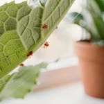Acariens rouges en gros plan sur la face inférieure d'une feuille de plante d'intérieur avec toiles soyeuses visibles