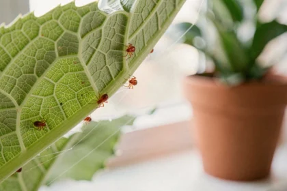 Acariens rouges en gros plan sur la face inférieure d'une feuille de plante d'intérieur avec toiles soyeuses visibles