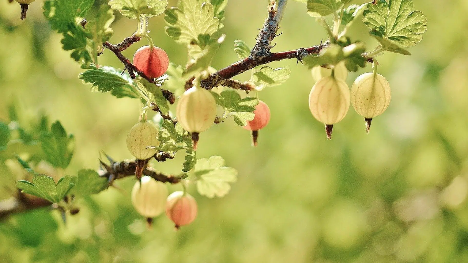 Astuces simples pour bien prendre en charge l’aménagement de son jardin