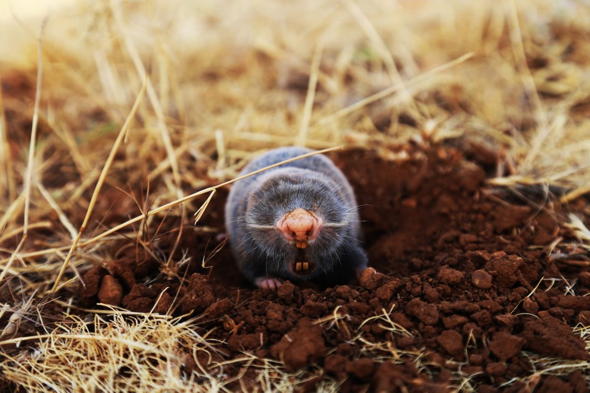 Astuces pour se débarrasser des taupes naturellement