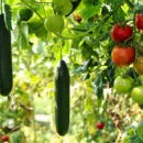 Comment planter des pommes de terre germées ?