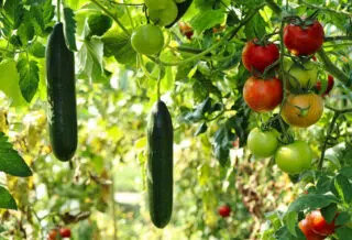 Comment planter des pommes de terre germées ?