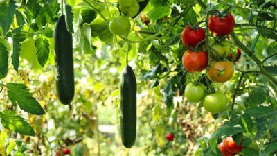 Comment planter des pommes de terre germées ?