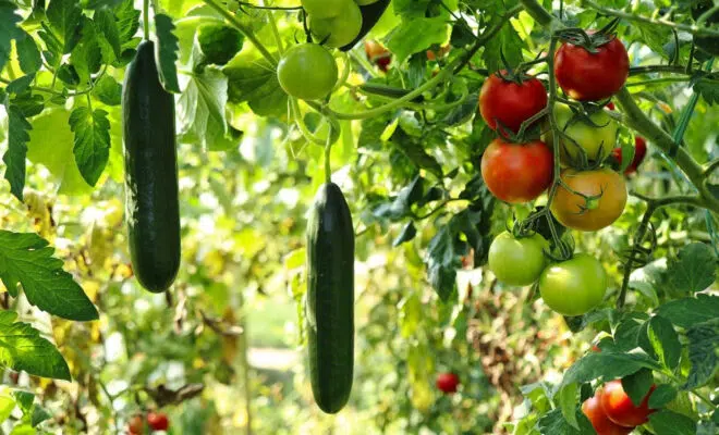 Comment planter des pommes de terre germées ?