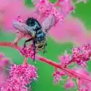 black and yellow bee on pink flower