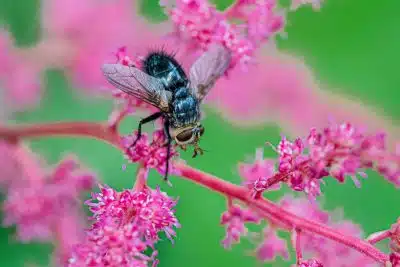 black and yellow bee on pink flower