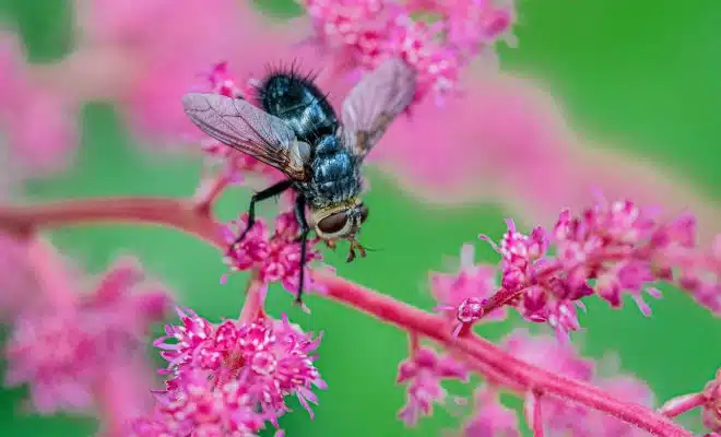 black and yellow bee on pink flower